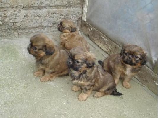 PoulaTo: pekinoua puppies